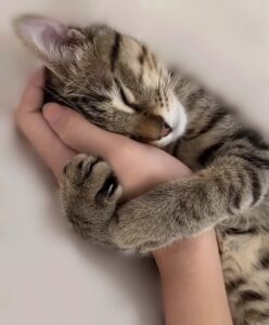 whatsapp image 2025 08 21 at 16.46.54