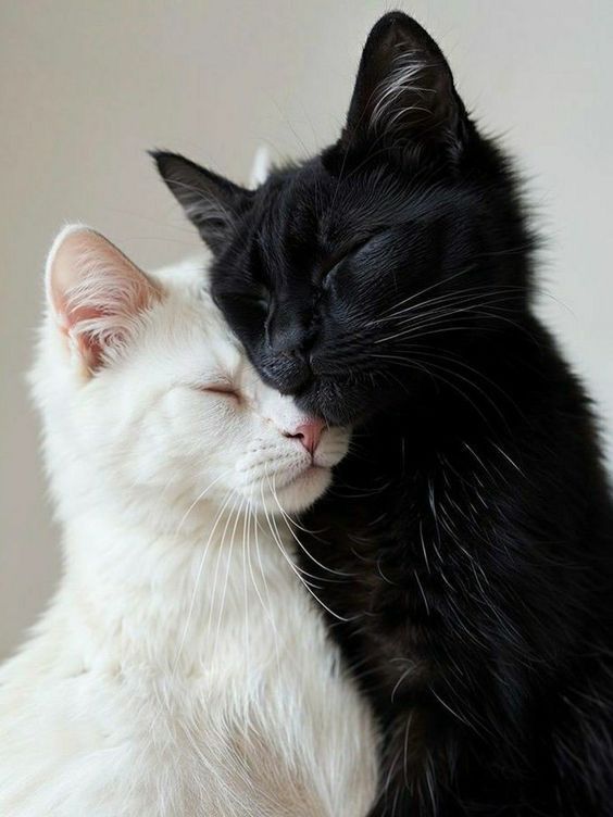 whatsapp image 2025 08 26 at 11.49.50